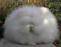 Fluff-ball
