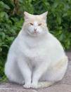 Fatie