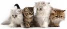 Cute Quartet