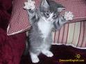 Pouncer