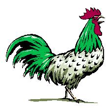 Rooster