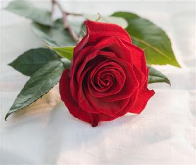 Lovely rose