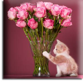 Kitty with roses