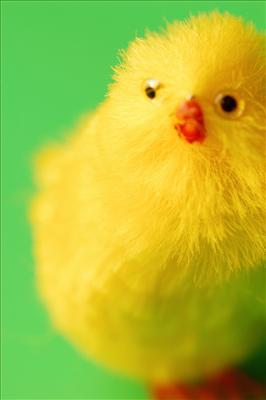 Chick