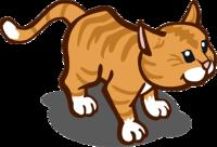Orange Tabby