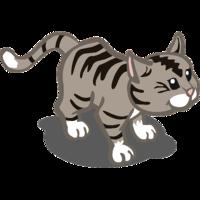 Grey Tabby