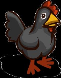 Black Chicken