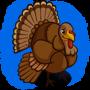 Adult Turkey