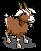 Goat