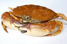 crab