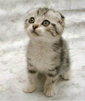 kitty