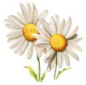 Daisy