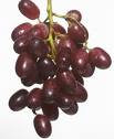 Grape