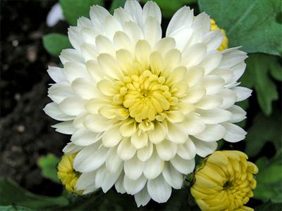 White Chrysanthemum