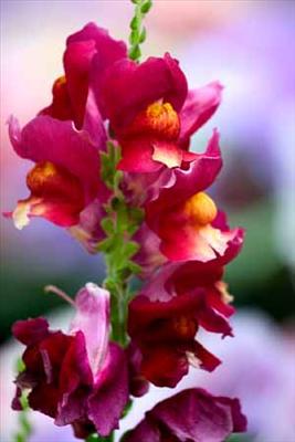 Snapdragons