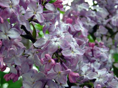 Lilac