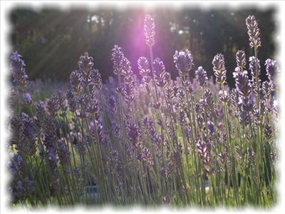 Lavendar2