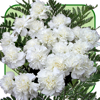 White carnations 2