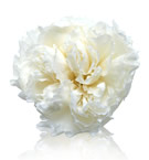 White carnation