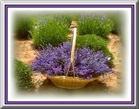 Lavender