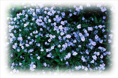Forget me Nots 3