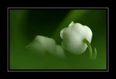 Lily of the Valley