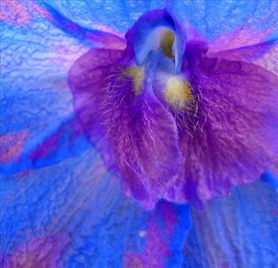 Delphiniums 2
