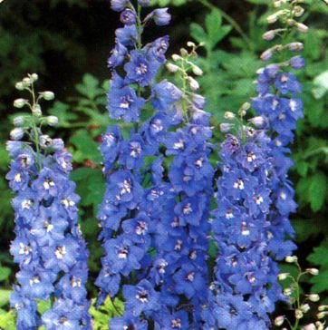 Delphiniums