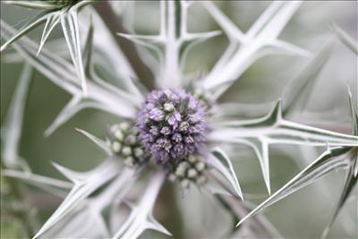 Sea Holly