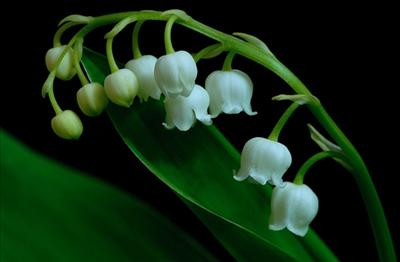 Lily of the Valley 2