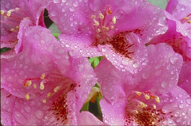 Azalea