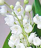 Lily of the Valley 3