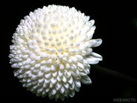 White Chrysanthimum 2