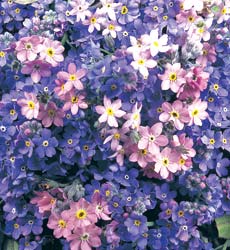 Forget me not 2