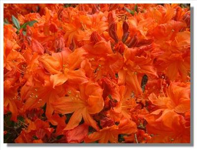 Azalea 2