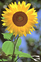 Sunflower 2