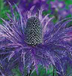 Sea Holly 3