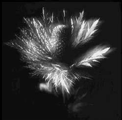 Sea Holly 2