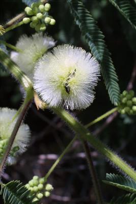 acacia