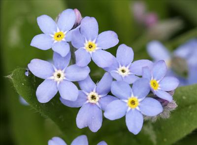 Forget me not