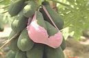 Jual SUSU PEPAYA