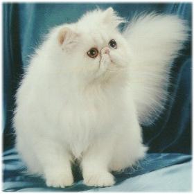 Lindo gato