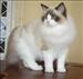 Lindo gato