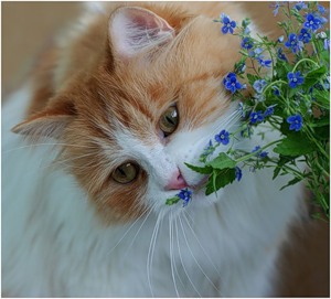 Lindo gato