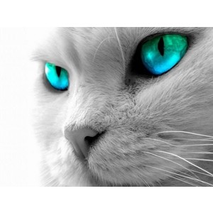 Lindo gato