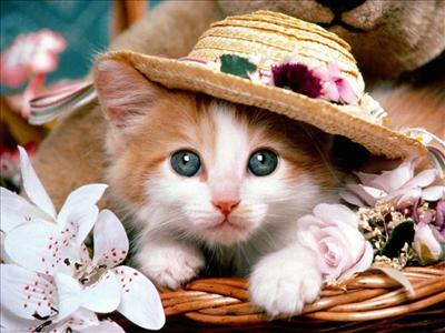 Lindo gato