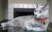 Russian Blue