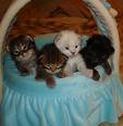 cute cats