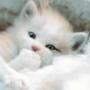 Lindo gato