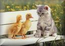 You sure are funny looking kitties